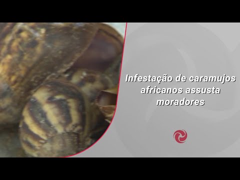 Caramujos africanos invadem bairro em Betim e geram risco de doenças