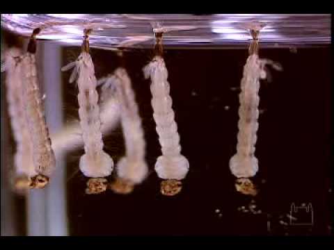O mundo Macro e Micro do Mosquito Aedes aegypti