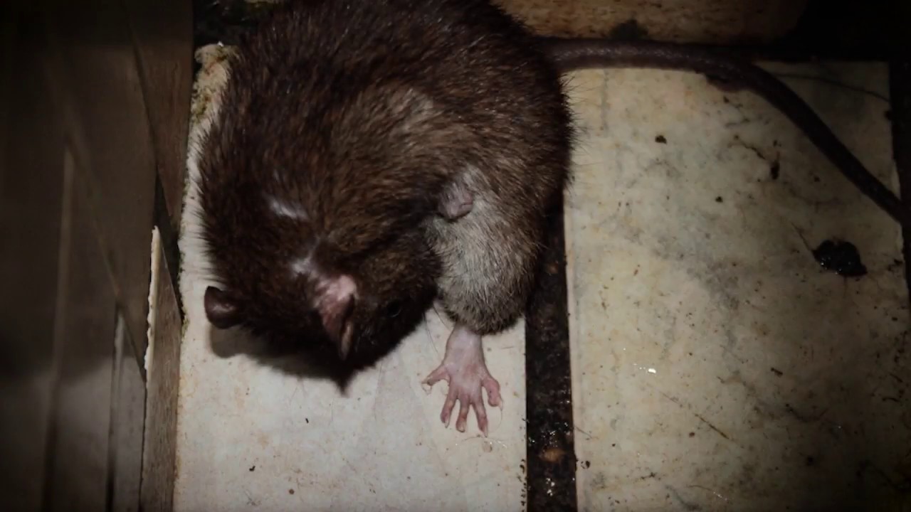 DENÚNCIA - Ratos invadem e atacam presas da Penitenciária Feminina de Porto Velho