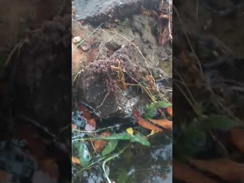 Dezenas de escorpiões são flagrados em barranca de Porto Rico