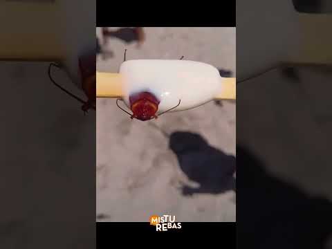 Banhista encontra barata em picolé na praia do RJ e vídeo causa revolta na internet