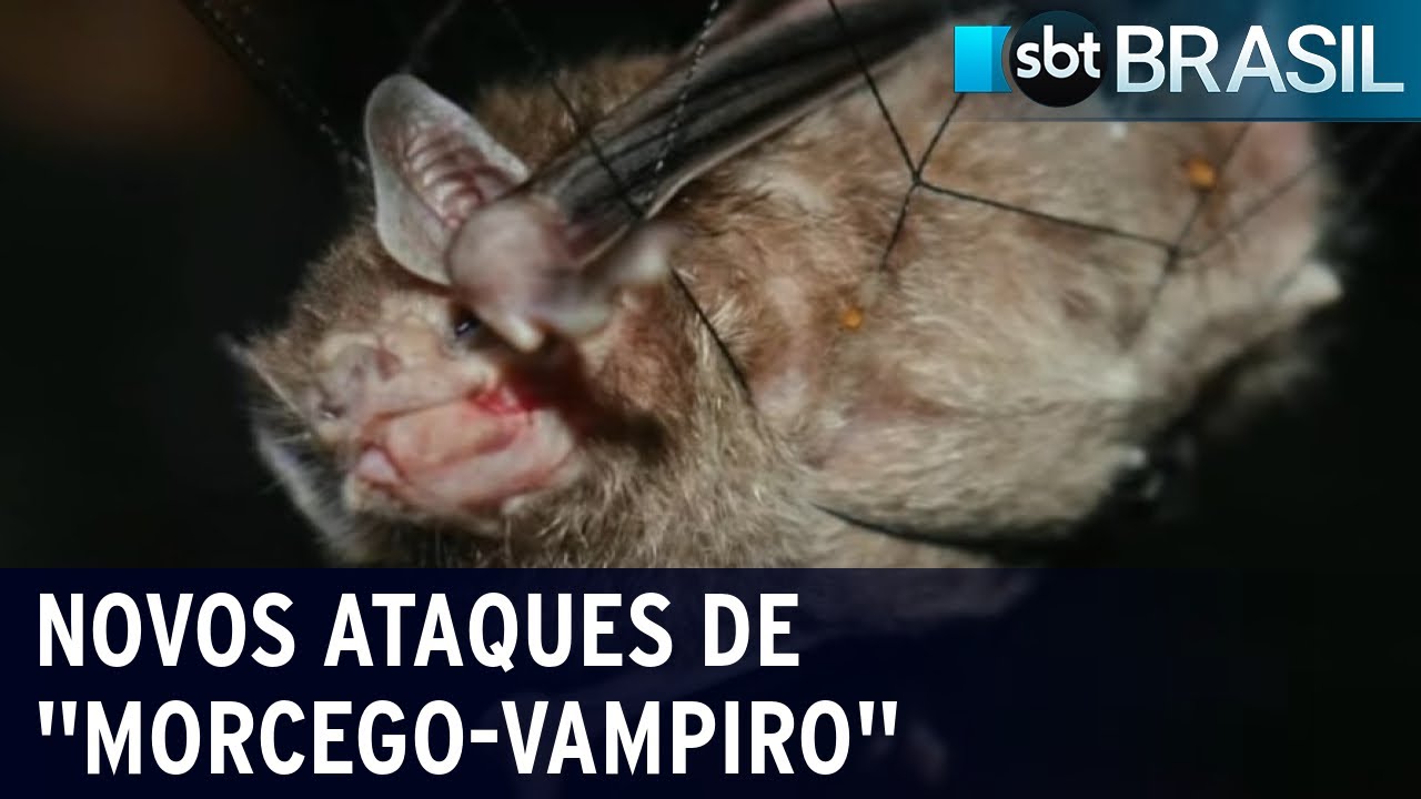 Novos ataques de "Morcego-Vampiro" são registrados no Marajó | SBT Brasil (11/07/22)