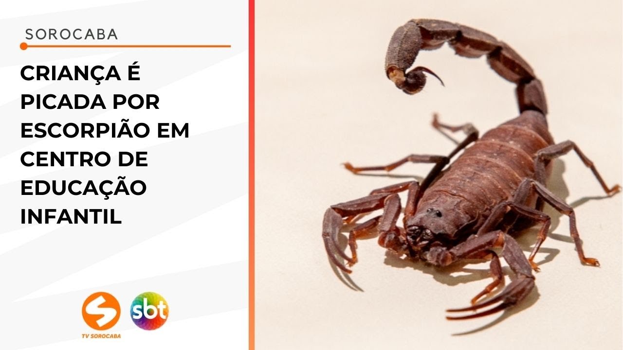 Criança é picada por escorpião em CEI de Sorocaba | TV Sorocaba SBT