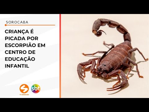 Criança é picada por escorpião em CEI de Sorocaba | TV Sorocaba SBT