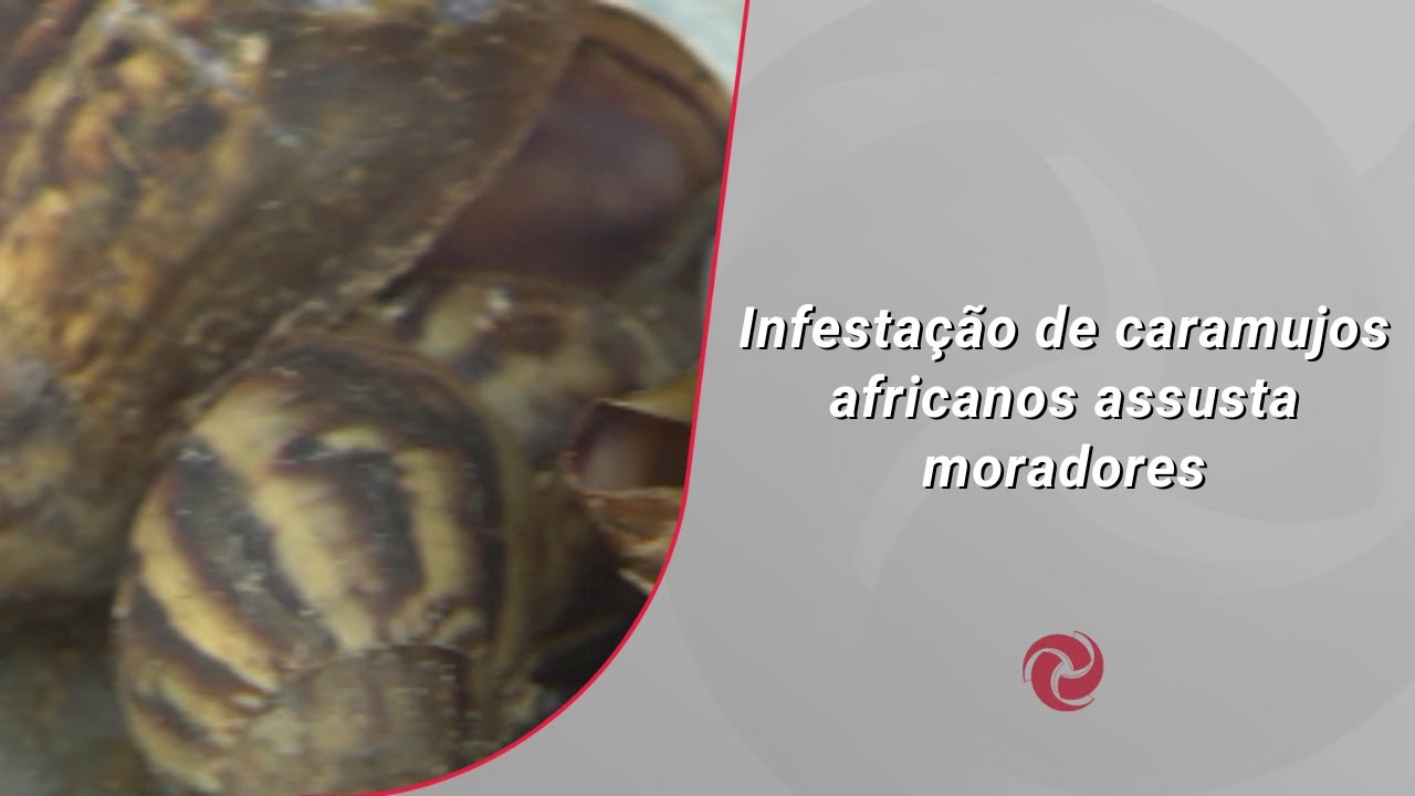 Caramujos africanos invadem bairro em Betim e geram risco de doenças