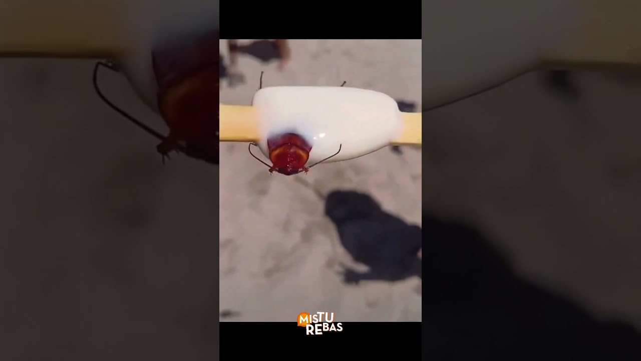 Banhista encontra barata em picolé na praia do RJ e vídeo causa revolta na internet