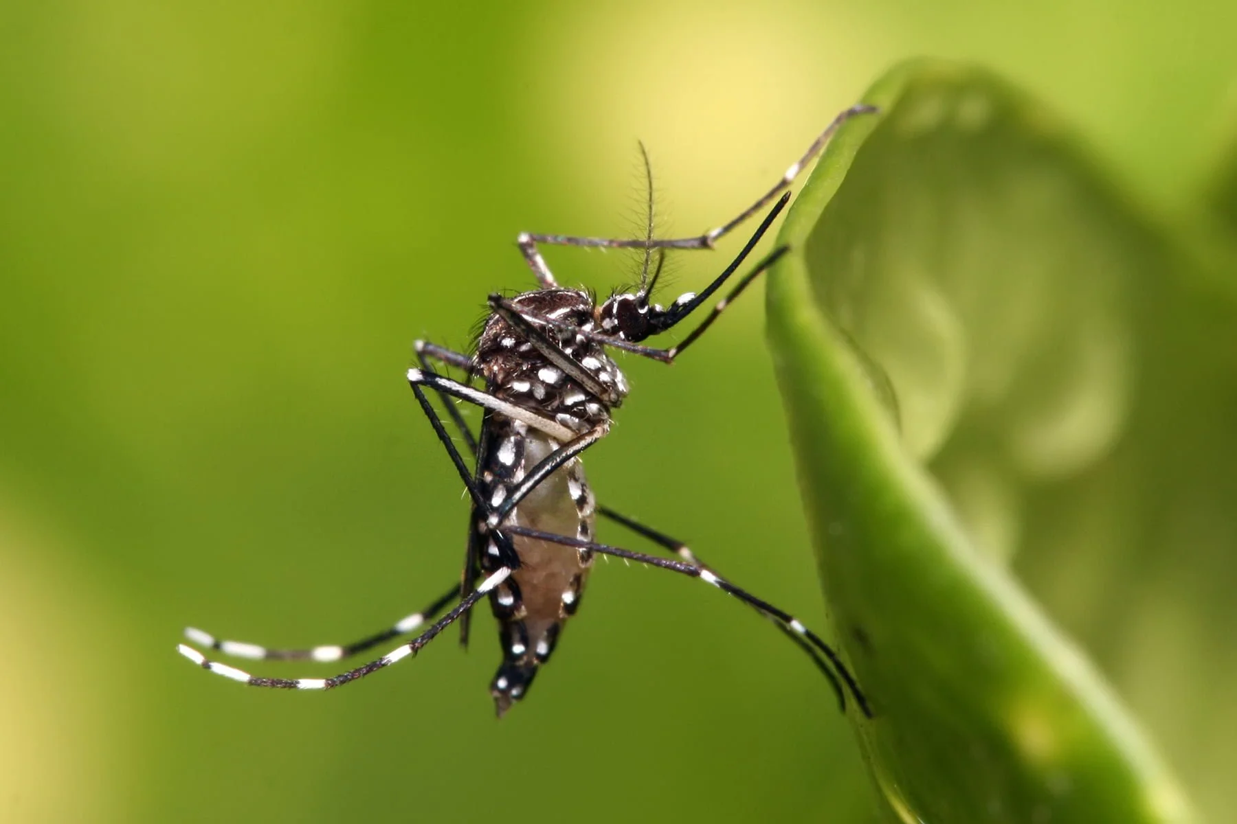 Aedes aegypti 1 - Pragas e Eventos