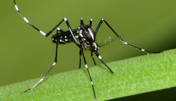 aedes albopictus - Pragas e Eventos