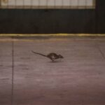 15jun2015 uma ratazana corre na plataforma de uma estacao de metro em manhattan nova york 1477661688326 615x300 - Pragas e Eventos