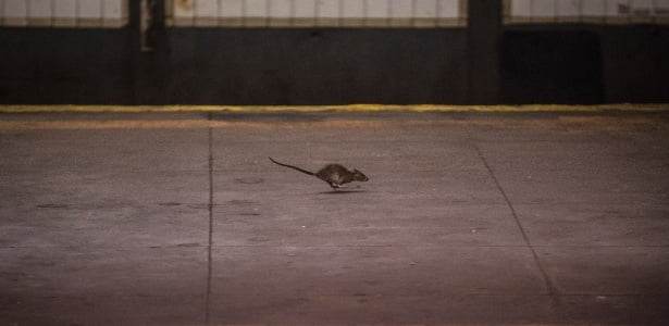 15jun2015 uma ratazana corre na plataforma de uma estacao de metro em manhattan nova york - Pragas e Eventos