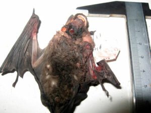 Matar Morcegos