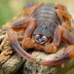 por que devemos nos preocupar escorpiao preto conexao planeta - Pragas e Eventos
