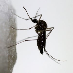 4fev2016 um mosquito aedes aegypti pousa em um pedaco de algodao em um laboratorio de pesquisas sobre a prevencao e propagacao das d - Pragas e Eventos