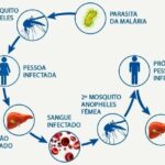 malaria ciclo - Pragas e Eventos