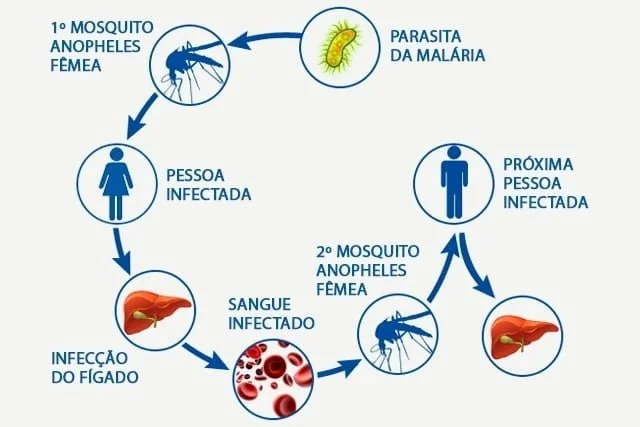 malaria ciclo - Pragas e Eventos