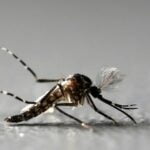 health zika oxitec paulo whitaker reuters - Pragas e Eventos