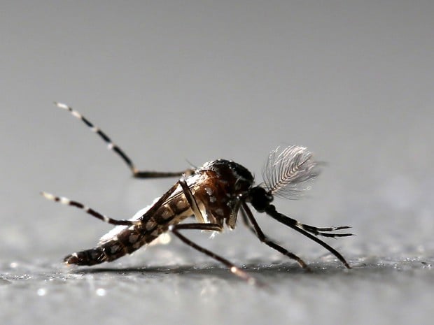 health zika - Pragas e Eventos
