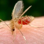 mosquitopalha - Pragas e Eventos