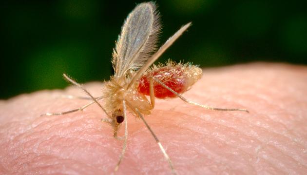 mosquitopalha - Pragas e Eventos