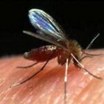 o flebotomineo ou mosquito palha transmite para animais silvestres caes e humanos a leishmaniose foto portal brasil divulgacao 1548566 - Pragas e Eventos