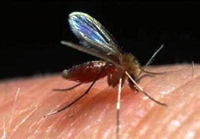 o flebotomineo ou mosquito palha transmite para animais silvestres caes e humanos a leishmaniose foto portal brasil divulgacao 1548566 - Pragas e Eventos