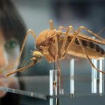 Mosquito da Malaria - Pragas e Eventos