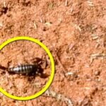 escorpioes - Pragas e Eventos