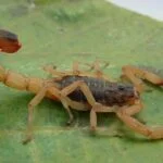 escorpioes 2 - Pragas e Eventos