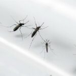 mosquito aedes aegypti transmissor zika e dengue - Pragas e Eventos