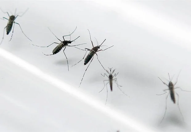 mosquito aedes aegypti transmissor zika e dengue - Pragas e Eventos