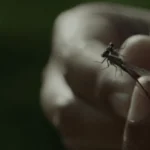 mosquito olho 2 - Pragas e Eventos
