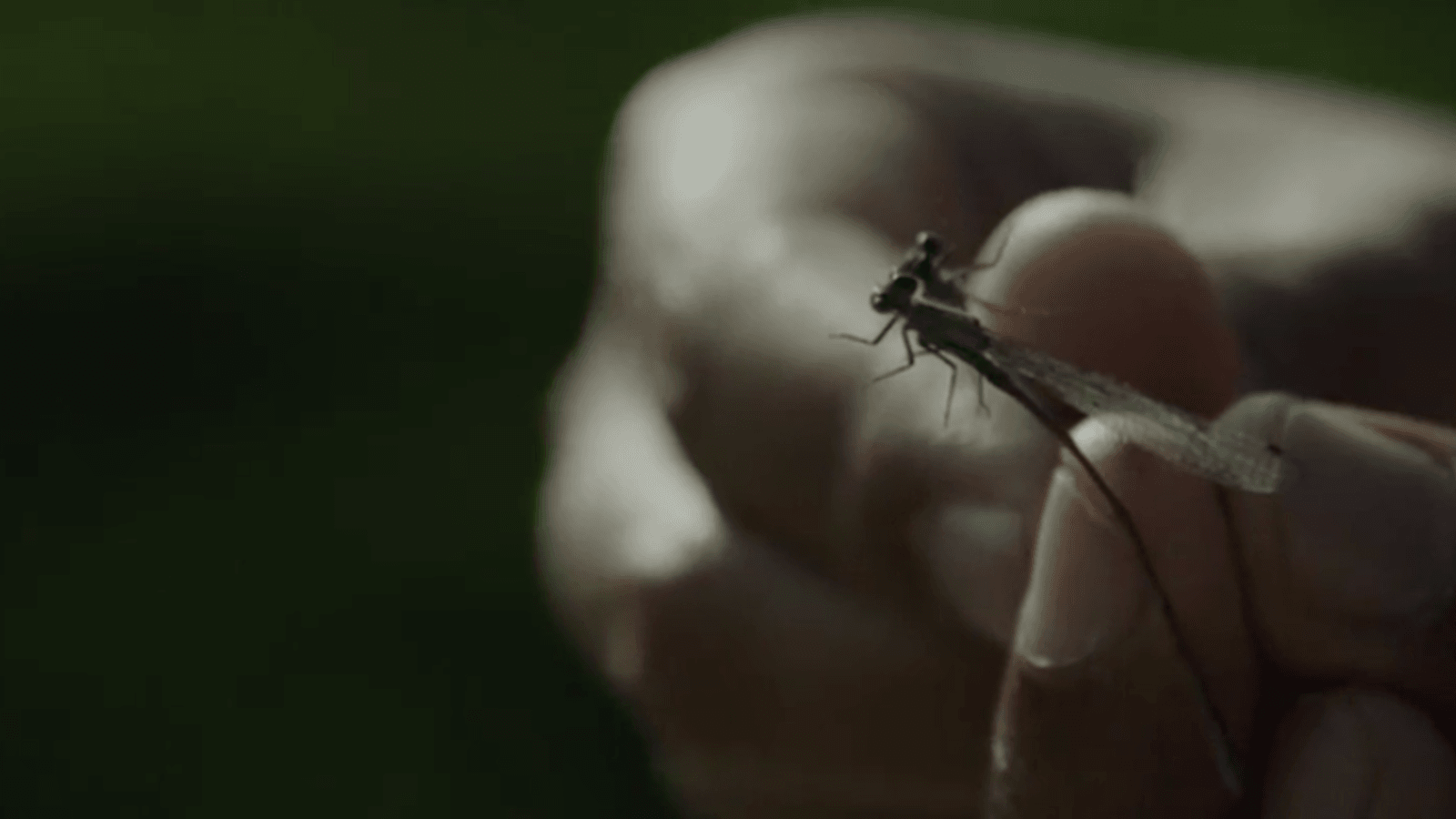 mosquito olho 2 - Pragas e Eventos