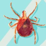 med rsmkib auokh lyme disease can cause serious complications learn about its symptoms and how to prevent it 1b74867e6be6fc37ee4379d019128eb4 - Pragas e Eventos