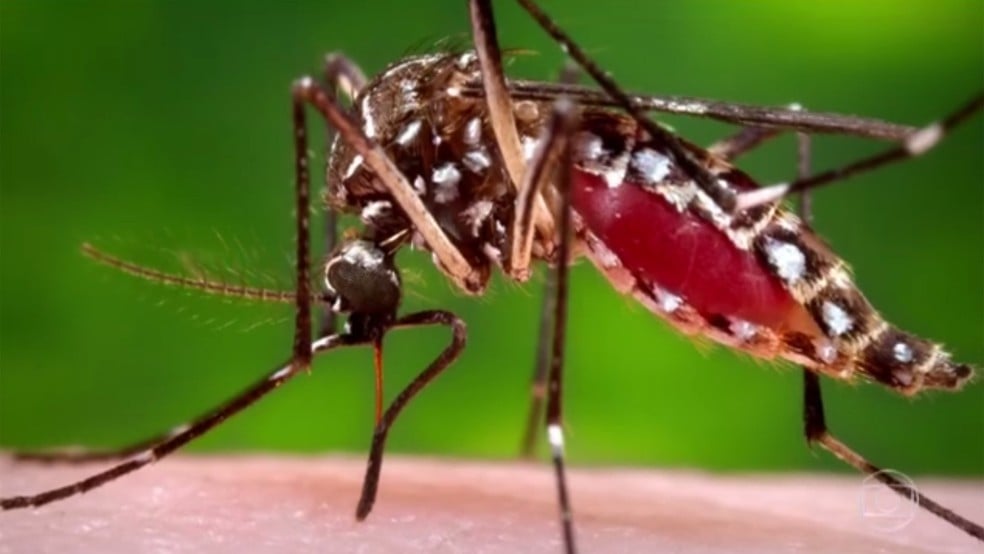 mosquito haemagogus 1 - Pragas e Eventos