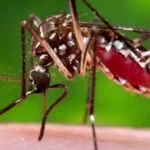 mosquito haemagogus - Pragas e Eventos