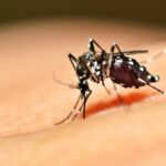 mosquito transmissor da dengue - Pragas e Eventos