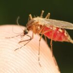 saude mosquito malaria - Pragas e Eventos