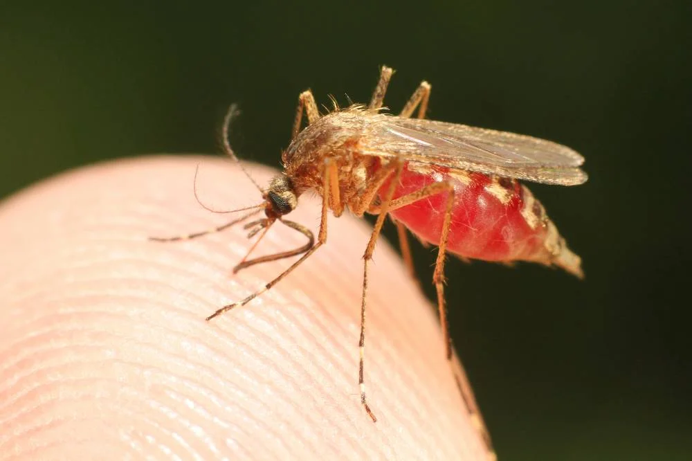 saude mosquito malaria - Pragas e Eventos