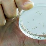 Encontrado foco de larvas de Aedes aegypti em Rio Negro - Pragas e Eventos