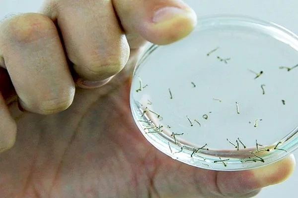 Encontrado foco de larvas de Aedes aegypti em Rio Negro - Pragas e Eventos
