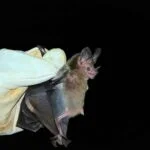 Morcegos Karlla Rios - Pragas e Eventos