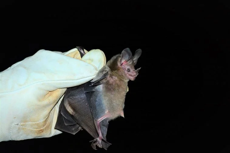 Morcegos Karlla Rios - Pragas e Eventos