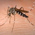 aedes aegypti zika dengue - Pragas e Eventos