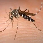 aedes aegypti zika dengue - Pragas e Eventos