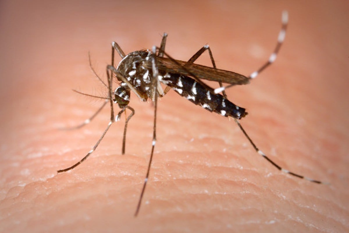 aedes aegypti zika dengue - Pragas e Eventos
