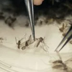 mosquito - Pragas e Eventos