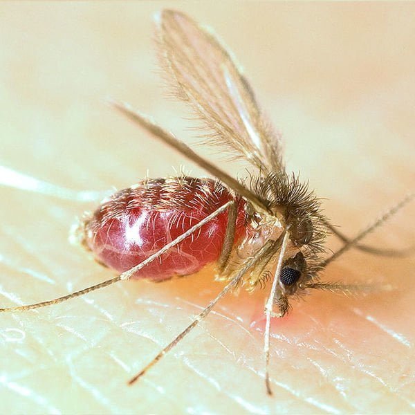 mosquito palha - Pragas e Eventos
