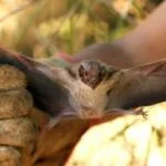 ccz ja registrou 22 casos de morcegos com raiva em foz m 09112017 005119 - Pragas e Eventos