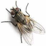 ciencia mosca e1511872700554 - Pragas e Eventos