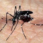 mosquito transmissor da dengue - Pragas e Eventos